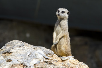 Meerkat Standing on a Rock