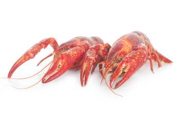 two boiled crayfish on a white background
