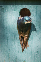 Tree Swallow - Tachycineta Bicolor