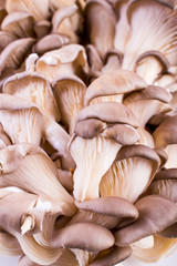 Oyster mushrooms
