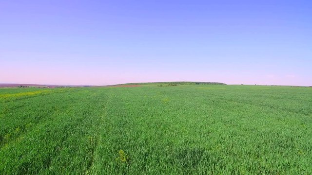 Flight over the field of green wheat on a bright sunny day.