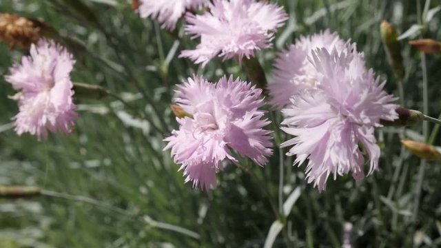 Pink Dianthus caryophyllus plant close-up 1080p FullHD footage - Fragrant carnation flower in the garden slow-mo 1920X1080 HD video