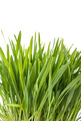 Obraz premium Grass on white background