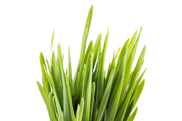 Grass on white background