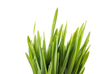 Grass on white background