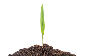 Sprout in the ground