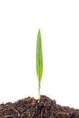 Sprout in the ground