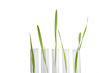 sprout in a test tube