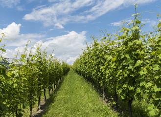 Fototapeta na wymiar Vineyards of Garbelletto Piedmont