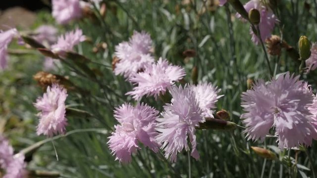 Slow motion Dianthus caryophyllus plant close-up 1080p FullHD footage - Fragrant carnation flower in the garden slow-mo 1920X1080 HD video