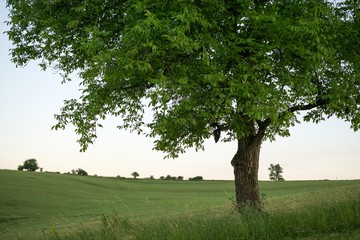 Fototapeta na wymiar Abandoned walnut tree on meadow. Slovakia