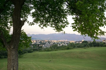 Abandoned walnut tree on meadow. Slovakia