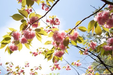 八重桜