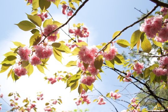 八重桜 © 直朗 足立