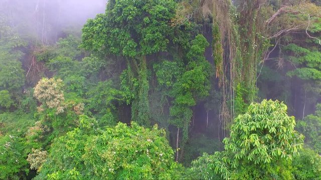 Floresta, nevoeiro, arvores, mata nativa, voo, rio de janeiro, paineiras