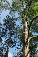 Stairs in the tree top