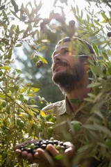 Crédence de cuisine en verre imprimé Olivier Farmer harvesting a olive from tree