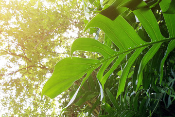 Monstera philodendron climbing plant on forest tree, soft focus tropical rainforest background with warm tone filtered.