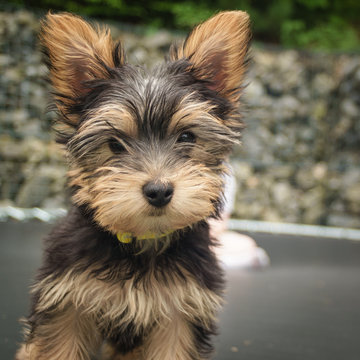 Tilly