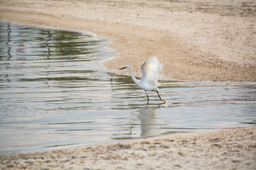 White heron wings for food in the Gulf of the Sea