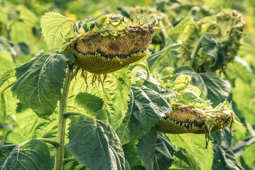 Sunflower with alligator and frog shape