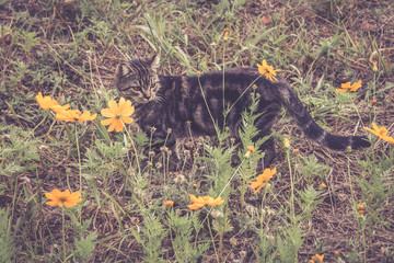 Cat between flowers