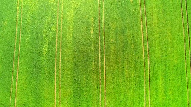 Aerial view top. Flight over the field of green wheat on a bright sunny day.