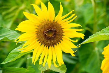 Sunflower