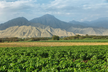 Passion fruits (maracuya) plantation