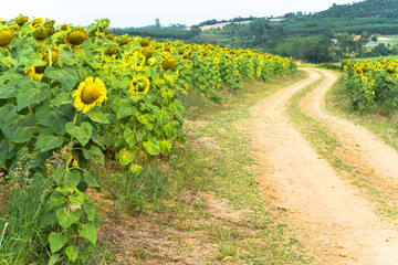 SunFlowers in the road