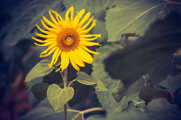 sunflower