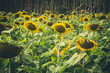 sunflowers 