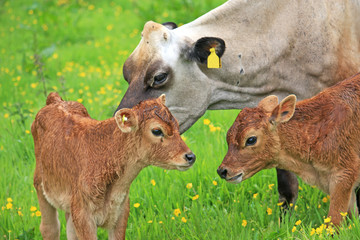 Cow and calves