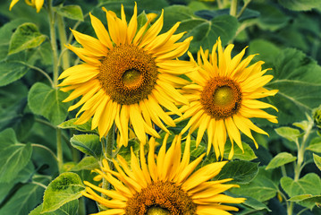 Sunflsunflower