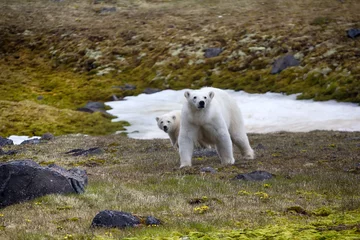 Papier peint photo autocollant rond Ours polaire Polar bear attacked photographer.