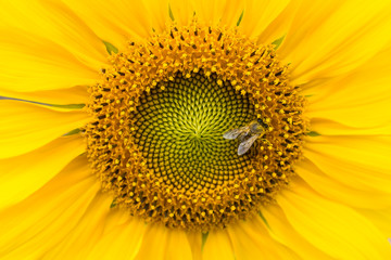 macro sunflower