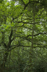 Fototapeta na wymiar natur reserve, kühkopf-knoblochsaue, hessen, germany