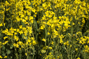 Rape field