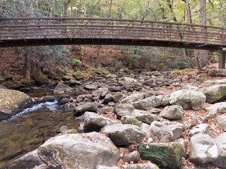 Bridge in the Forest