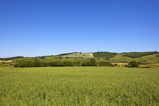 oat crop and scenery