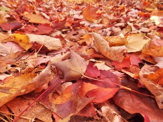 Red Leaves