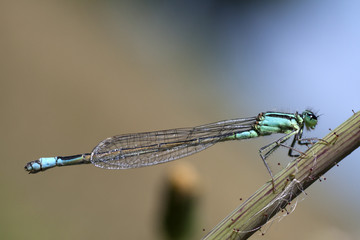 Blue Tailed Damselfly (Ischnura Elegans) clinging to plant stalk