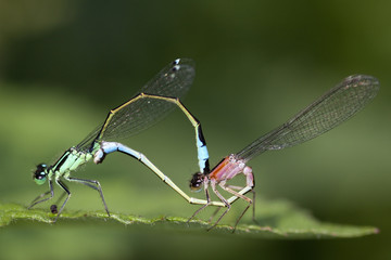 Blue-tailed Damselfly (Ischnura elegans) Mating Wheel resting on a leaf