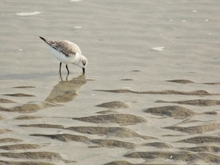 Sandpiper