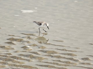 Sandpiper Stepping