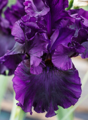 Beautiful violet iris flower.