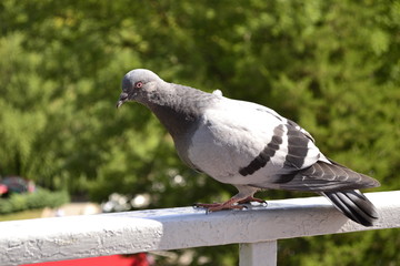 A courageous pigeon staring at you face-to-face