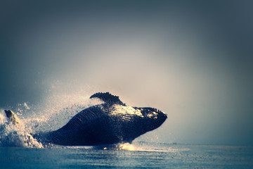 Fototapeta premium Whales in the Pacific (out of the water)