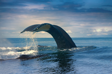 Naklejka premium Wieloryby na Pacyfiku