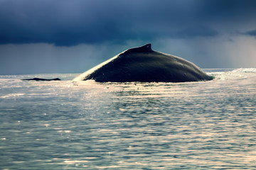 Fototapeta premium huge Hump-backed whale (Megaptera novaeangliae)